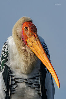 PAINTED STORK  Geotagged,India,Mycteria leucocephala,Painted Stork