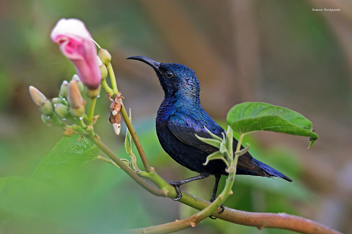PURPLE SUNBIRD <br />
PURPLE SUNBIRD <br />
<br />
Scientific Name<br />
Cinnyris asiaticus<br />
<br />
Marathi<br />
जांभळा शिंजीर, जांभळा सूर्यपक्षी, चुमका, फुलचुखी<br />
<br />
Gears: Canon EOS 600D with Tamron G2 150-600mm <br />
<br />
Kasarsai, Pune <br />
<br />
Jan 2019<br />
 Cinnyris asiaticus,Geotagged,India,Purple sunbird