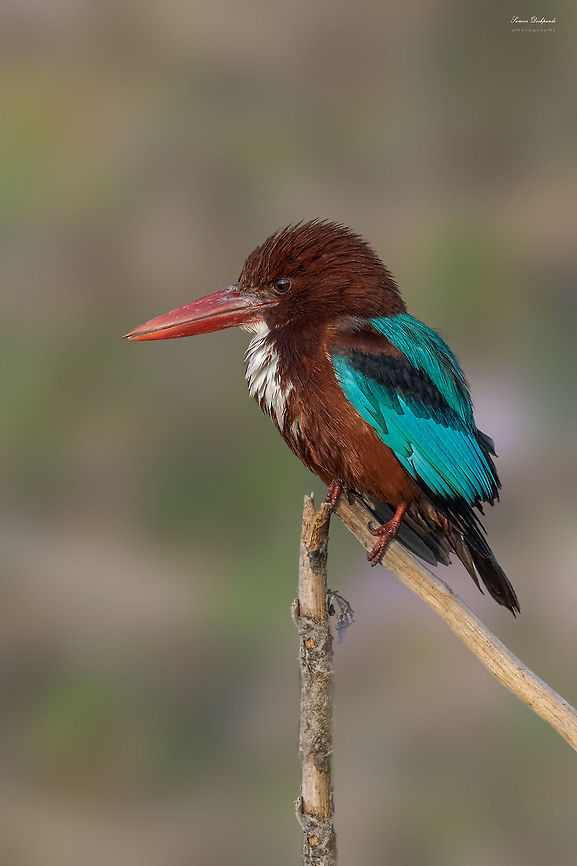 White Throated Kingfisher  Geotagged,Halcyon smyrnensis,India,White-throated kingfisher