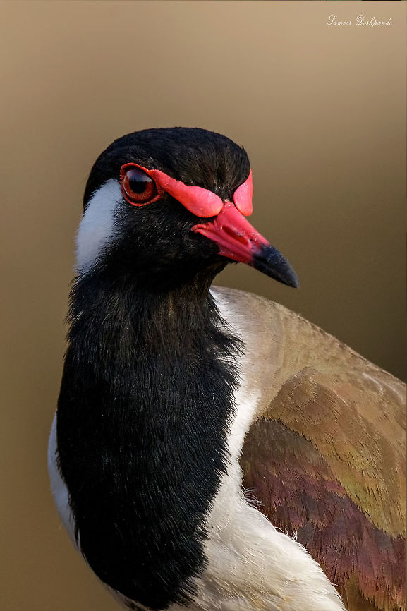 Red-Wattled Lapwing  Geotagged,India,Red-wattled Lapwing,Vanellus indicus