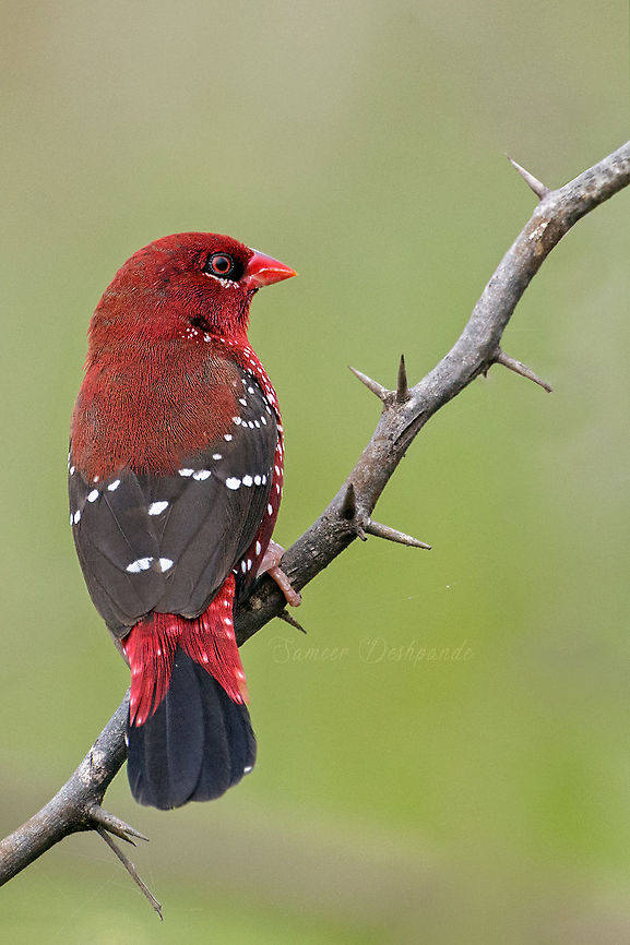 THE RED AVADAVAT THE RED AVADAVAT<br />
<br />
Scientific Name<br />
Amandava amandava<br />
<br />
Alternate Names<br />
Red Munia, Strawberry Finch<br />
<br />
Marathi<br />
लाल मुनिया, लाल मनोली<br />
<br />
Gears : Canon EOS 600D with Tamron G2 150 ‑ 600 mm <br />
<br />
September 2018 <br />
<br />
Pune,Maharashtra Amandava amandava,Geotagged,India,Red Avadavat