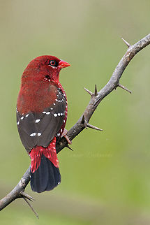 THE RED AVADAVAT THE RED AVADAVAT

Scientific Name
Amandava amandava

Alternate Names
Red Munia, Strawberry Finch

Marathi
लाल मुनिया, लाल मनोली

Gears : Canon EOS 600D with Tamron G2 150 ‑ 600 mm 

September 2018 

Pune,Maharashtra Amandava amandava,Geotagged,India,Red Avadavat