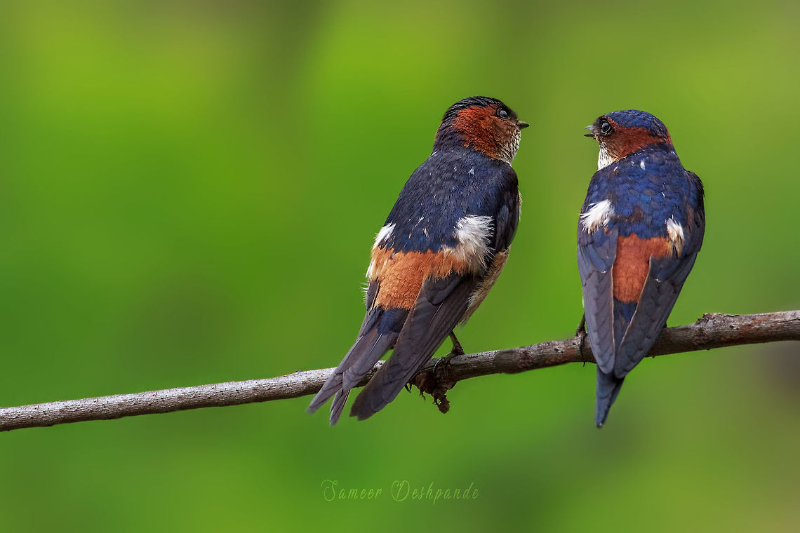 Red-rumped-swallow Monsoon Conversation...<br />
<br />
RED-RUMPED SWALLOW<br />
<br />
Scientific Name<br />
Cecropis daurica<br />
<br />
Alternate Names<br />
Striated Swallow<br />
<br />
Marathi<br />
लालबुडी भिंगरी, मंदिर देवकन्हई<br />
<br />
Gears: EOS 600D with Tamron G2 150-600mm <br />
<br />
Pabe Ghat , June2019 Cecropis daurica,Geotagged,India,Red-rumped swallow