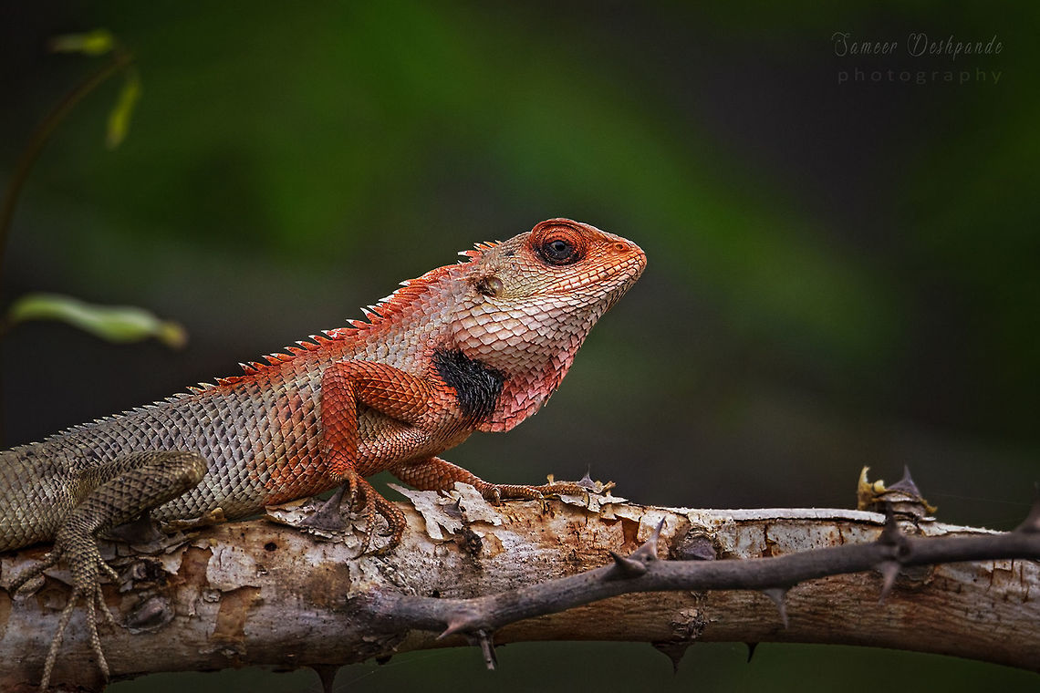 Oriental Garden Lizard <br />
The oriental garden lizard, eastern garden lizard, bloodsucker or changeable lizard is an agamid lizard found widely distributed in indo-Malaya. It has also been introduced in many other parts of the world.<br />
<br />
Scientific name: Calotes versicolor Calotes versicolor,Geotagged,India,Oriental Garden Lizard