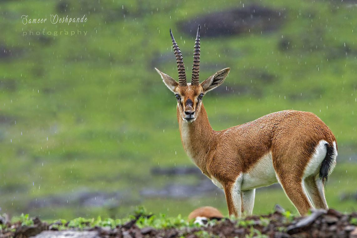 CHINKARA Bold &amp; Beautiful..<br />
<br />
CHINKARA  aka Indian Gazelle<br />
<br />
Scientific name : Gazella bennettii<br />
<br />
Gears:  Canon EOS 600D with Sigma 150-600mm f/5-6.3 DG OS HSM<br />
<br />
Saswad , July 2019 Chinkara,Gazella bennettii,Geotagged,India
