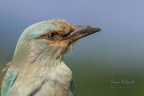 European Roller Portrait  Coracias garrulus,European Roller,Geotagged,India