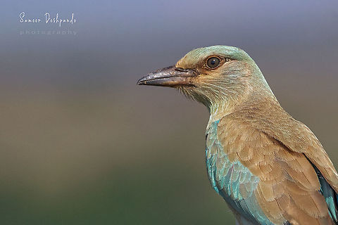 European Roller  Coracias garrulus,European Roller,Geotagged,India