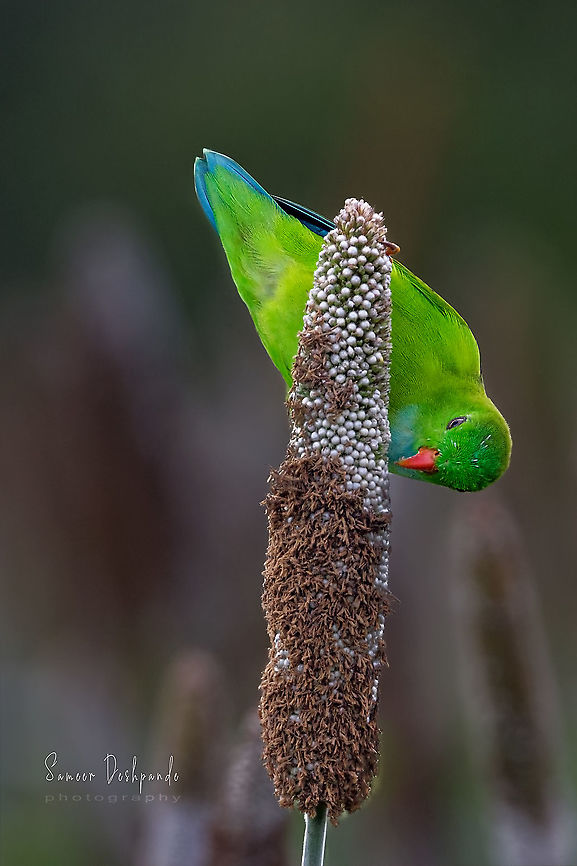 Vernal hanging parrot  Geotagged,India,Loriculus vernalis,Vernal hanging parrot