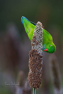 Vernal hanging parrot  Geotagged,India,Loriculus vernalis,Vernal hanging parrot