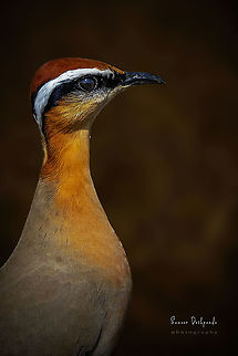 INDIAN COURSER PORTRAIT  Cursorius coromandelicus,Geotagged,India,Indian courser