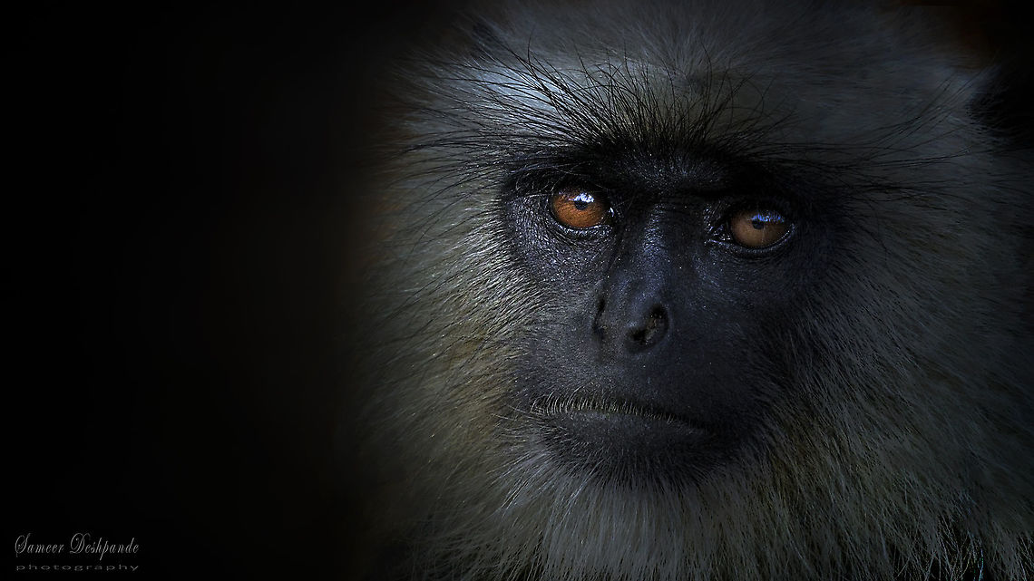 Indian Grey Langur Portrait The Game of light &amp; shadows..<br />
<br />
Gray langur Portrait <br />
<br />
Scientific name: Semnopithecus<br />
<br />
Gray langur, also called Hanuman langur is a genus of Old World monkeys native to the Indian subcontinent.<br />
<br />
Tadoba<br />
<br />
Feb 2020<br />
 Geotagged,India,Northern plains gray langur,Semnopithecus entellus