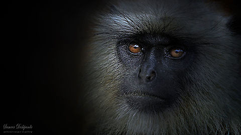 Northern plains gray langur