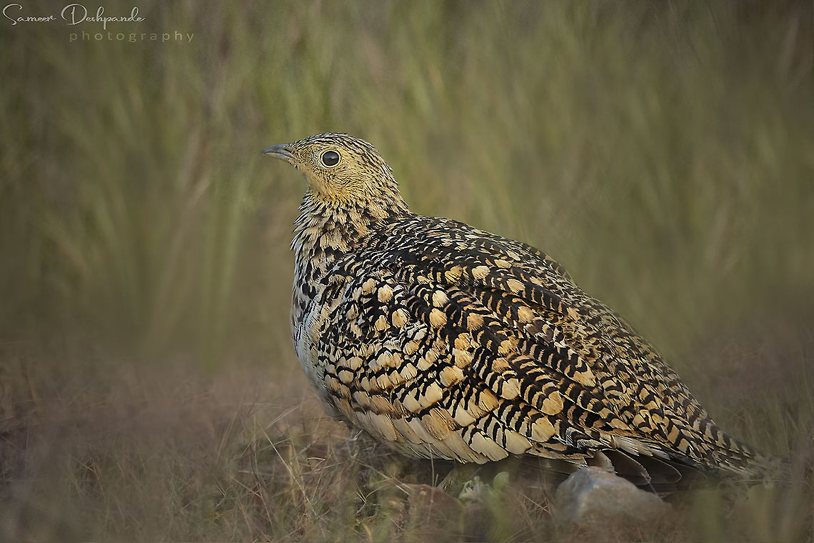 CHESTNUT-BELLIED SANDGROUSE CHESTNUT-BELLIED SANDGROUSE <br />
Female <br />
<br />
 Scientific Name:  Pterocles exustus<br />
<br />
Bhigwan <br />
Maharashtra <br />
India <br />
<br />
Dec 2019 Chestnut-bellied sandgrouse,Geotagged,India,Pterocles exustus