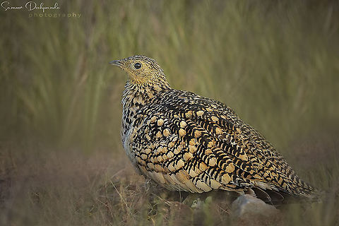 CHESTNUT-BELLIED SANDGROUSE CHESTNUT-BELLIED SANDGROUSE 
Female 

 Scientific Name:  Pterocles exustus

Bhigwan 
Maharashtra 
India 

Dec 2019 Chestnut-bellied sandgrouse,Geotagged,India,Pterocles exustus