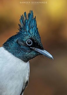 Indian Paradise flycatcher  Portrait Portrait of The INDIAN PARADISE FLYCATCHER male

Scientific Name
Terpsiphone paradisi

Sinhagad Valley, Pune
 
Jan 2019 Geotagged,India,Indian paradise flycatcher,Terpsiphone paradisi