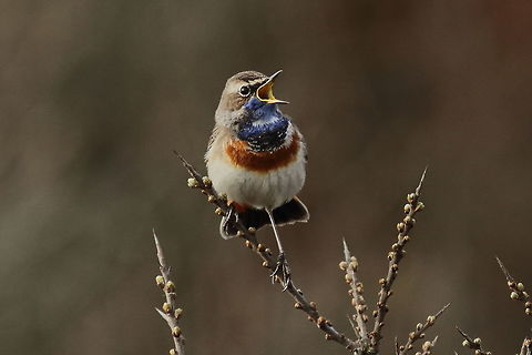 Blauwborstje op Texel / Bluethroat on Texel Singing colourful bird on Texel Island, The Netherlands Bird,Blauwborstje,Bluethroat,Geotagged,Luscinia svecica,Muscicapidae,Netherlands,Passeriformes,Spring,Texel,The Netherlands,bluetit,colourful bird