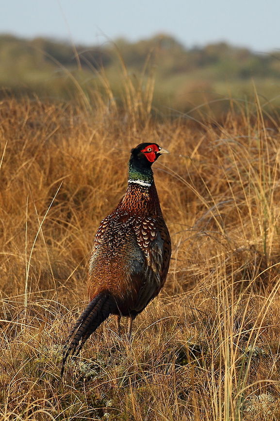 Pheasant on Texel, Netherlands  Common Pheasant,Phasianus colchicus,Texel,The Netherlands