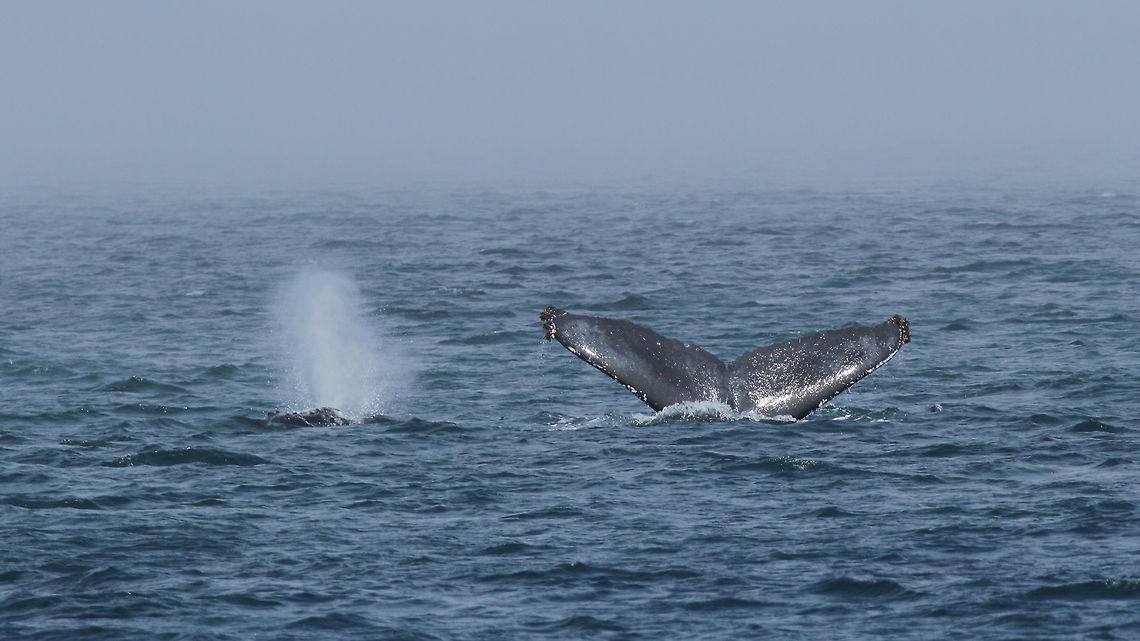 double luck... Humpback during trip north of Prince Rupert (Canada) and lucky me a second came to breath. British Columbia,Canada,Geotagged,Humpback whale,Megaptera novaeangliae,Summer,canada