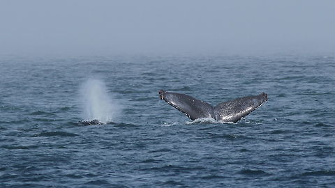 double luck... Humpback during trip north of Prince Rupert (Canada) and lucky me a second came to breath. British Columbia,Canada,Geotagged,Humpback whale,Megaptera novaeangliae,Summer,canada