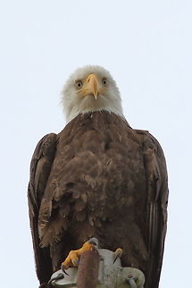 Looking down Eagle In the harbour of Port Hardy this one was waiting for some fish beeing disposed by fishermen after beeing cleaned. Bald Eagle,Canada,Geotagged,Haliaeetus leucocephalus,Port Hardy,Summer,closeup