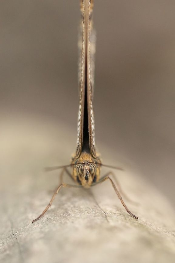 Butterfly face Side view <br />
<figure class="photo"><a href="https://www.jungledragon.com/image/50149/butterfly_sideview.html" title="Butterfly sideview"><img src="https://s3.amazonaws.com/media.jungledragon.com/images/3136/50149_thumb.JPG?AWSAccessKeyId=05GMT0V3GWVNE7GGM1R2&Expires=1770854410&Signature=p%2Bf7RDeNobOIxa8ovEEN1%2FgRibc%3D" width="200" height="134" alt="Butterfly sideview special for Wildflower a side view of this Morpho as seen in Luttelgeest, The Netherlands<br />
https://www.jungledragon.com/image/50144/butterfly_face.html Butterfly,Caligo memnon,Geotagged,Giant Owl,Netherlands,Spring" /></a></figure> Butterfly,Caligo memnon,Giant Owl