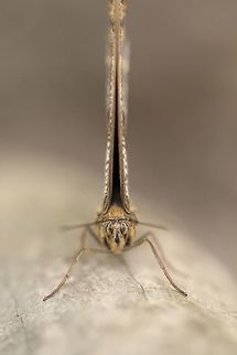 Butterfly face Side view 
https://www.jungledragon.com/image/50149/butterfly_sideview.html Butterfly,Caligo memnon,Giant Owl
