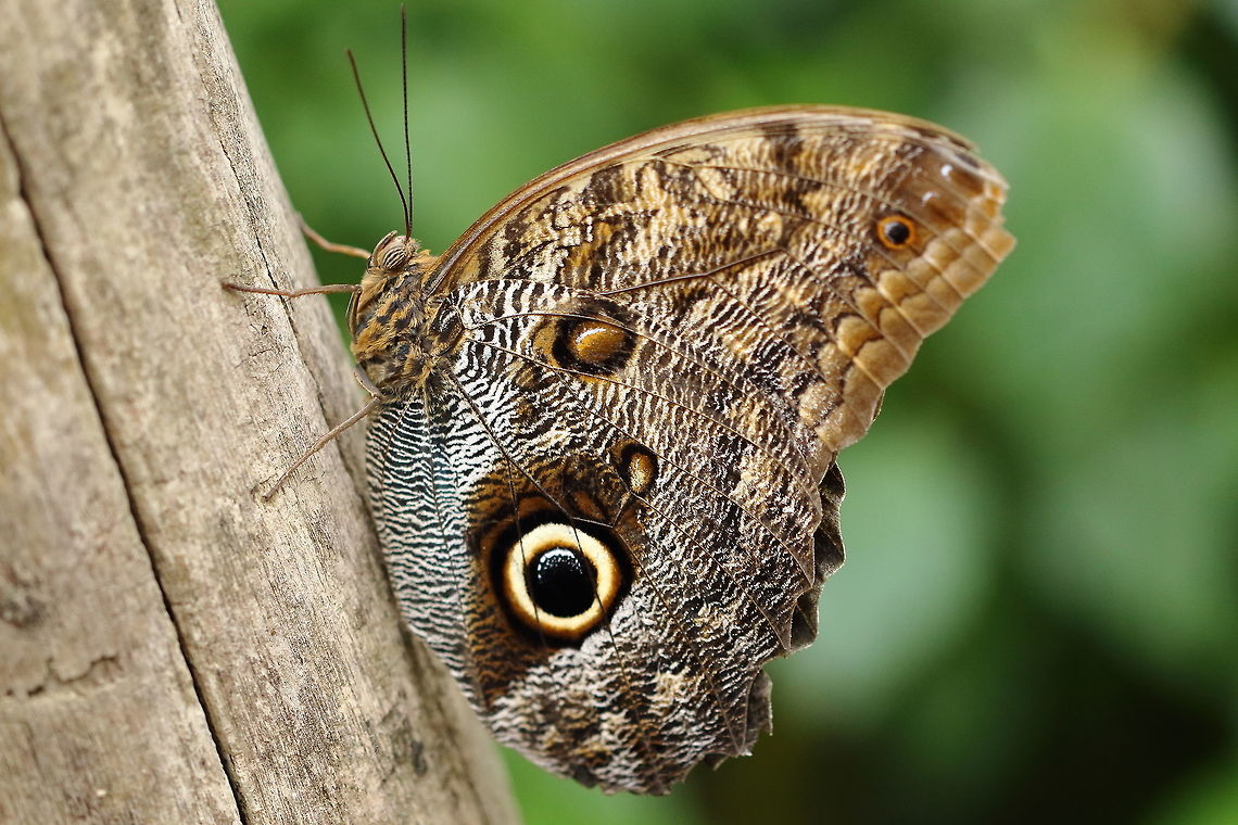 Butterfly sideview special for Wildflower a side view of this Morpho as seen in Luttelgeest, The Netherlands<br />
<figure class="photo"><a href="https://www.jungledragon.com/image/50144/butterfly_face.html" title="Butterfly face"><img src="https://s3.amazonaws.com/media.jungledragon.com/images/3136/50144_thumb.jpeg?AWSAccessKeyId=05GMT0V3GWVNE7GGM1R2&Expires=1759968010&Signature=B23eq%2BmychaUr0ID%2FPbgIo%2BhkN0%3D" width="102" height="152" alt="Butterfly face Side view <br />
https://www.jungledragon.com/image/50149/butterfly_sideview.html Butterfly,Caligo memnon,Giant Owl" /></a></figure> Butterfly,Caligo memnon,Geotagged,Giant Owl,Netherlands,Spring