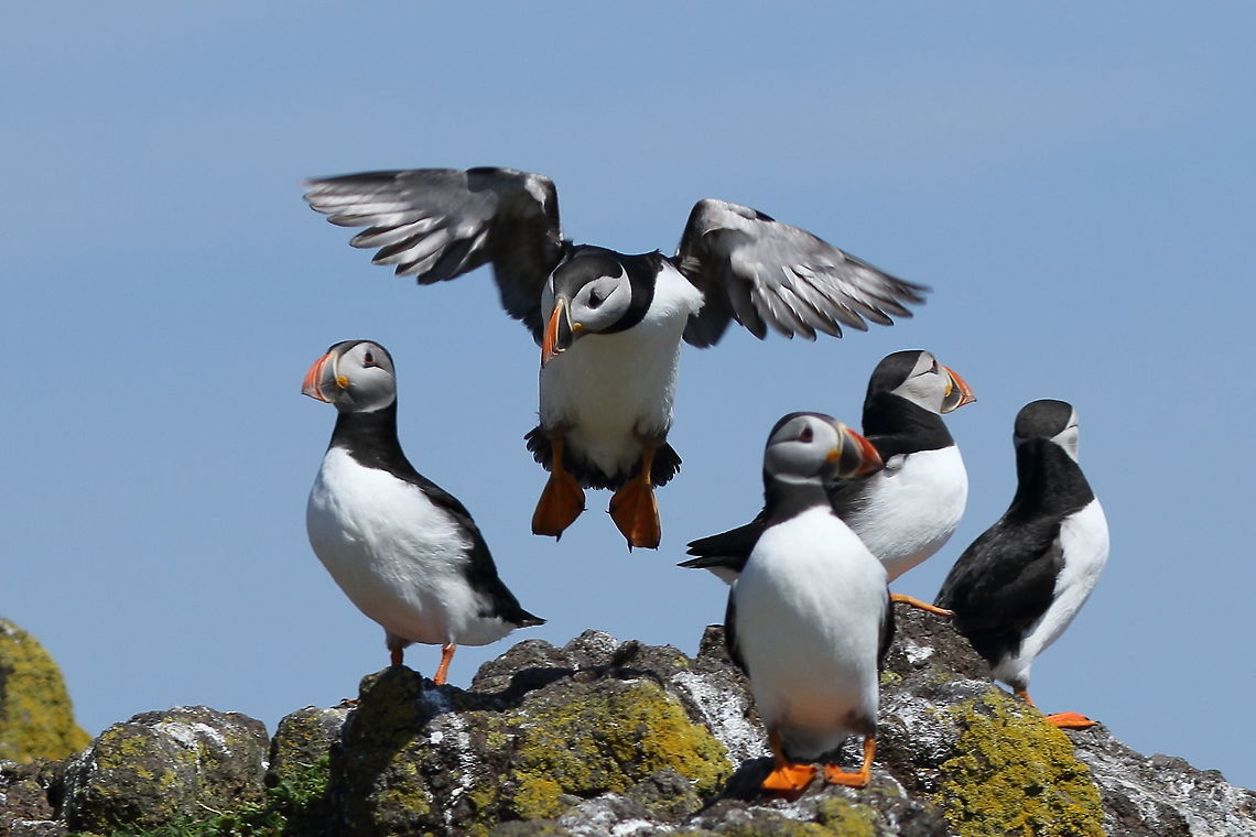 Puffin is clear to land... Isle of May, Scotland, lots of birds, paradise for photography.  Atlantic Puffin,Fratercula arctica,Geotagged,Spring,United Kingdom