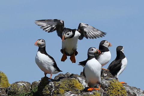 Puffin is clear to land... Isle of May, Scotland, lots of birds, paradise for photography.  Atlantic Puffin,Fratercula arctica,Geotagged,Spring,United Kingdom