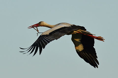 Stork in Holland Near the nest with 3 youngsters Ciconia ciconia,Stork,White Stork,netherlands