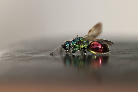 Little gold wasp Tiny little gold wasp Geotagged,Netherlands,Summer,gold wasp,netherlands