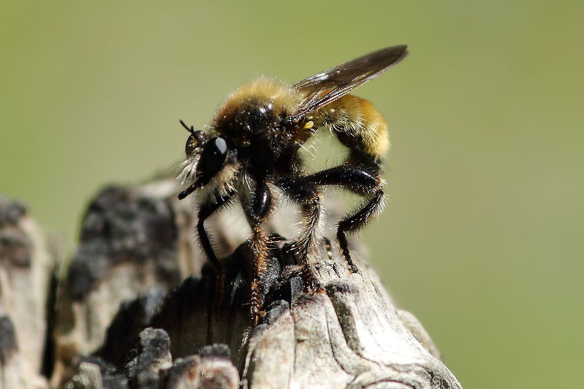see trough bee Bee with thin body, looks like a hole. <br />
Seen in The Netherlands Bee,Geotagged,Netherlands,Spring,netherlands