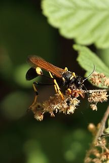 Thin body wasp - Sceliphron caementarium Incredible thin body!  Sceliphron caementarium Black and yellow mud dauber,Canada,Geotagged,Sceliphron caementarium,Summer