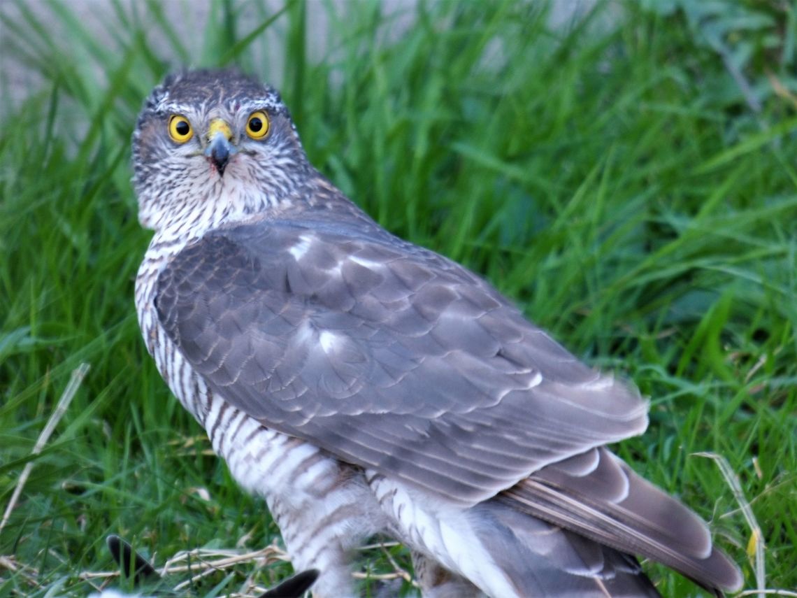 Eurasian Sparrowhawk Sparrowhawk bird of prey defending his fresh killed pigeon  Accipiter cirrocephalus,Accipiter nisus,Collared Sparrowhawk,Eurasian Sparrowhawk,Geotagged,Netherlands,Spring