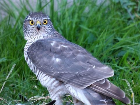 Eurasian Sparrowhawk Sparrowhawk bird of prey defending his fresh killed pigeon  Accipiter cirrocephalus,Accipiter nisus,Collared Sparrowhawk,Eurasian Sparrowhawk,Geotagged,Netherlands,Spring