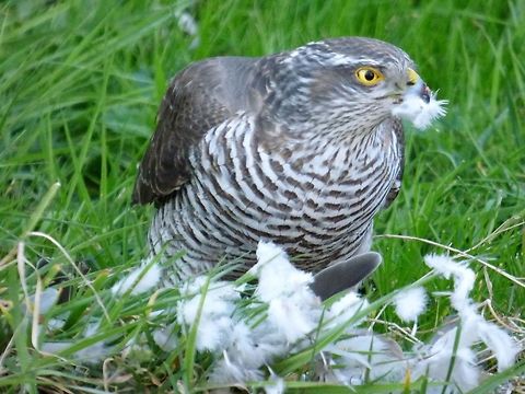 Eurasian Sparrowhawk Sparrowhawk bird of prey plucking pigeon feathers from fresh killed pigeon. Accipiter nisus,Eurasian Sparrowhawk,Geotagged,Netherlands,Spring