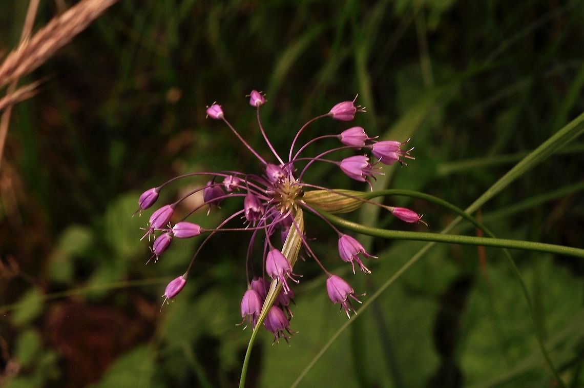Allium carinatum Gekielter Lauch  Allium carinatum,Geotagged,Summer,Switzerland
