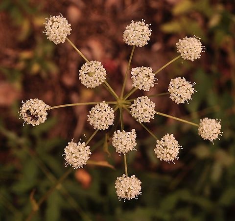 Broad-leaved Spignel