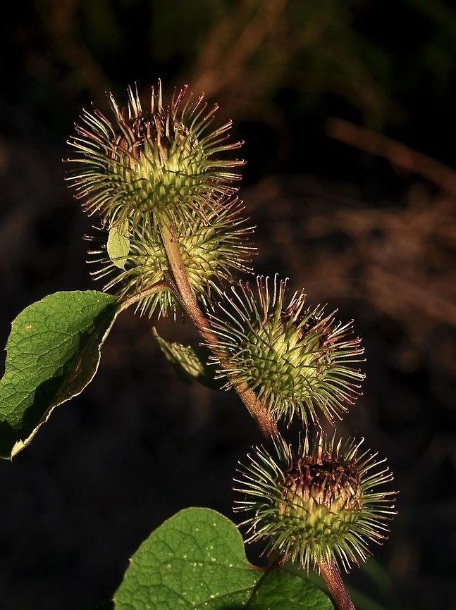 Arctium minus Kleine Klette  Arctium minus,Geotagged,Lesser burdock,Summer,Switzerland