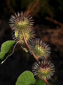 Arctium minus Kleine Klette  Arctium minus,Geotagged,Lesser burdock,Summer,Switzerland