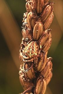 Well camoufled Araneus diadematus on Dactylorhiza fuchsii  Araneus diadematus,European garden spider,Fall,Geotagged,Switzerland