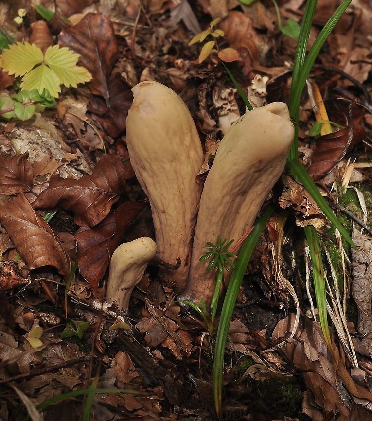 Clavariadelphus pistillaris (is it?)  Clavariadelphus pistillaris,Fall,Geotagged,Switzerland
