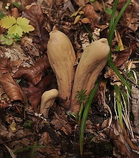 Clavariadelphus pistillaris (is it?)  Clavariadelphus pistillaris,Fall,Geotagged,Switzerland