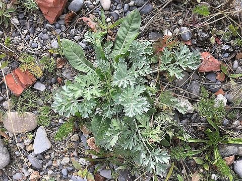 Discovered by chance: Artemisia absinthium  Artemisia absinthium,Fall,Geotagged,Switzerland