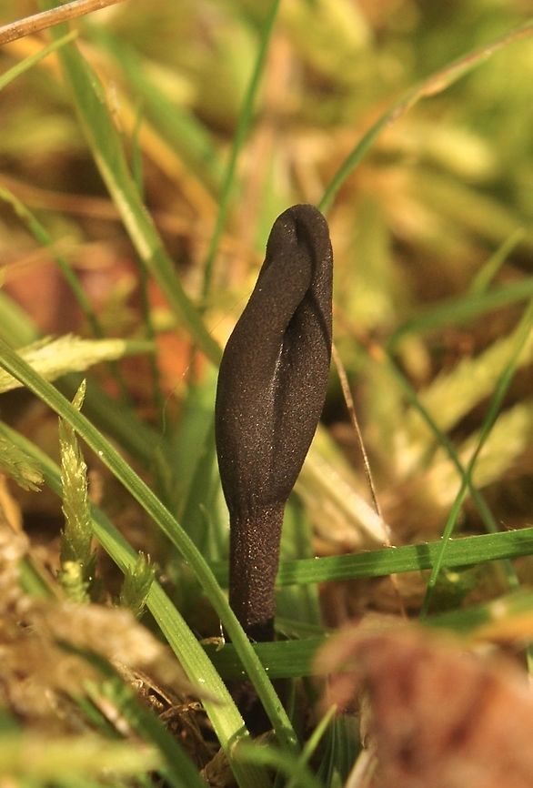 Black earth tongue Cordyceps ophioglossoides Black earth tongues,Fall,Geotagged,Switzerland,Tolypocladium ophioglossoides,Trichoglossum hirsutum