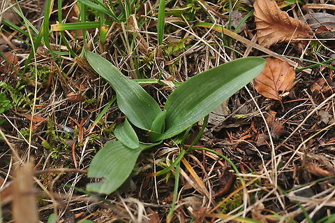 Ophrys apifera Bienen-Ragwurz Mother plant with young shoot, winter leaf rosette Fall,Geotagged,Ophrys apifera,Switzerland,ophrys api