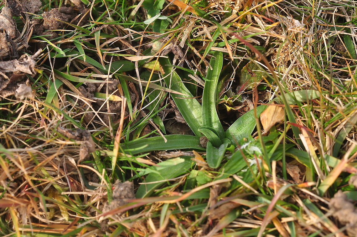 Anacamptis morio Kleines Knabenkraut Winterleaf-rosette Anacamptis morio,Fall,Geotagged,Green-winged orchid,Switzerland