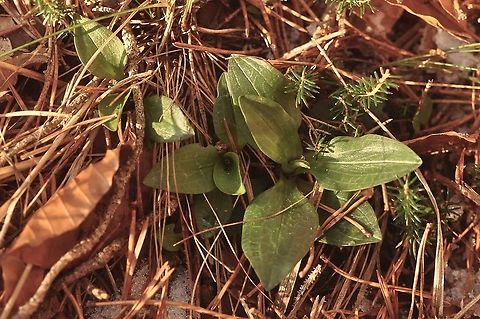 Goodyera repens Moosorchis  Winterleaf-Rosette Creeping ladys-tressesDwarf rattlesnake plantain,Geotagged,Goodyera repens,Switzerland,Winter