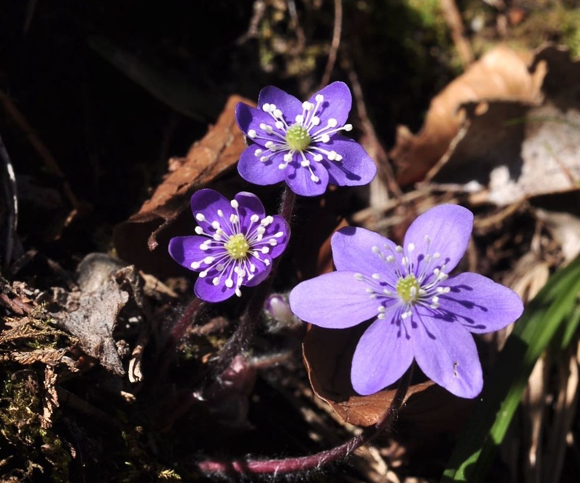 Hepatica nobilis Schreb. Leberblümchen  Geotagged,Hepatica nobilis,Switzerland,Winter