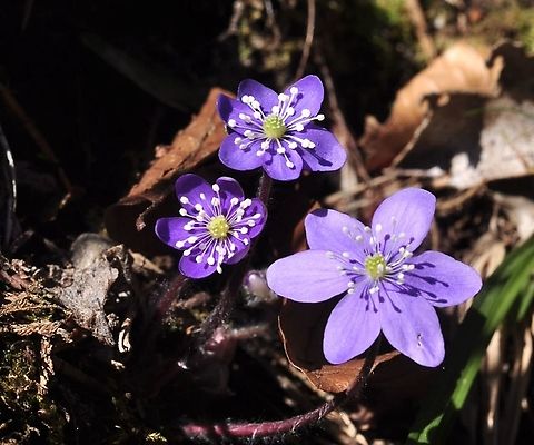Hepatica nobilis Schreb. Leberblümchen  Geotagged,Hepatica nobilis,Switzerland,Winter